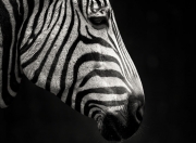 开云体育官网-数据时代的防守艺术，从坎特现象到西班牙战术体系的现代启示