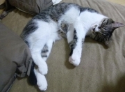 开云体育平台APP-极地寒冰与沙漠热浪的较量，摩洛哥冲垮冰岛背后的硬仗哲学