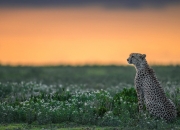 开云体育在线-唯一性的足球时刻，爱尔兰终结切尔西，努涅斯接管国家德比
