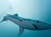 开云体育在线-铁幕降临皮斯胡安，罗德里戈隐匿的胜利钥匙