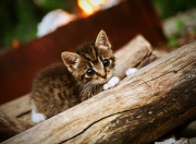 开云官网-冷面刺客与喧嚣神殿，米切尔的总决赛之夜与沉默的审判