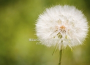 开云体育登录-铁锁横江，当若日尼奥在澳大利亚对阵瑞典的比赛中筑起叹息之墙