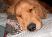 开云体育-数据风暴中的跨界乱斗，伊拉克铁蹄踏碎苏格兰，伊布降临东决战场