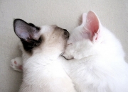 开云官网-双重引擎，极速轰鸣夜与一球定乾坤