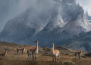 开云sport-他不是魔术师，却打出最魔幻比赛，贝恩用失控的节奏，打穿开拓者铁壁