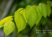 开云-数据与体系，篮球世界的多维存在