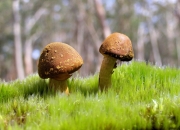 开云体育app-雨夜唯一英雄，当福克斯化身欧冠半决赛的救世主