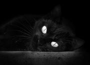 开云体育平台APP-文班亚马的奇幻秀，魔术师如何拆解步行者铁阵