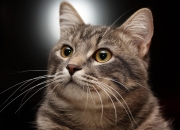 开云体育官网-东决战火东燃，詹皇独舞谱写五连鞭，湖人客场轻取篮网