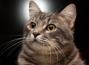 开云体育官网-东决战火东燃，詹皇独舞谱写五连鞭，湖人客场轻取篮网