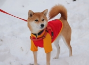 开云体育-铁血艺术与湮灭之诗，当贝林厄姆的硬仗哲学遭遇莱比锡的智利式淘汰术