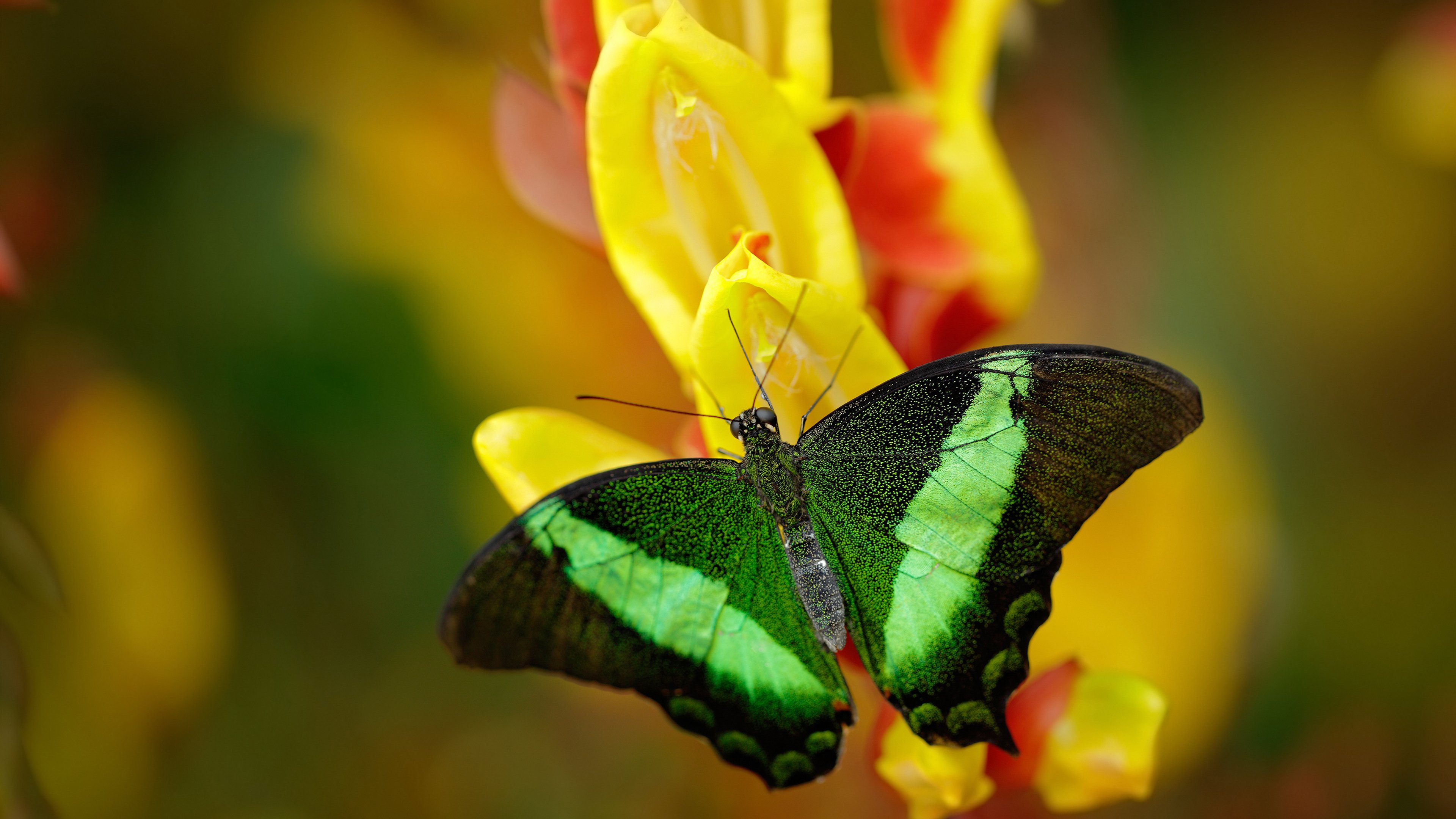 当防守成为艺术，当油门化作手术刀，论不同赛场上的绝对控制
