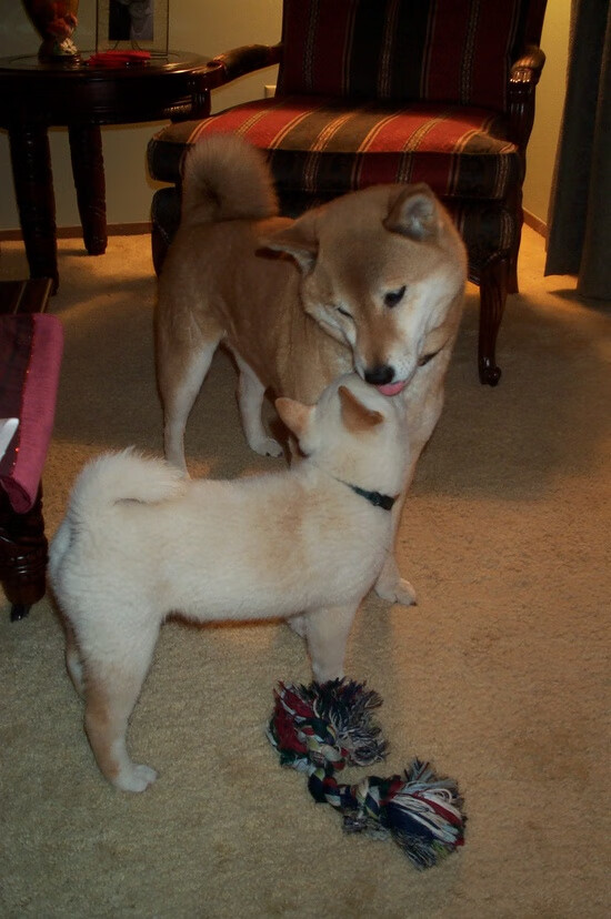 血脉压制！浙江稳稳绞杀黄蜂，初代状元锡安觉醒成关键先生