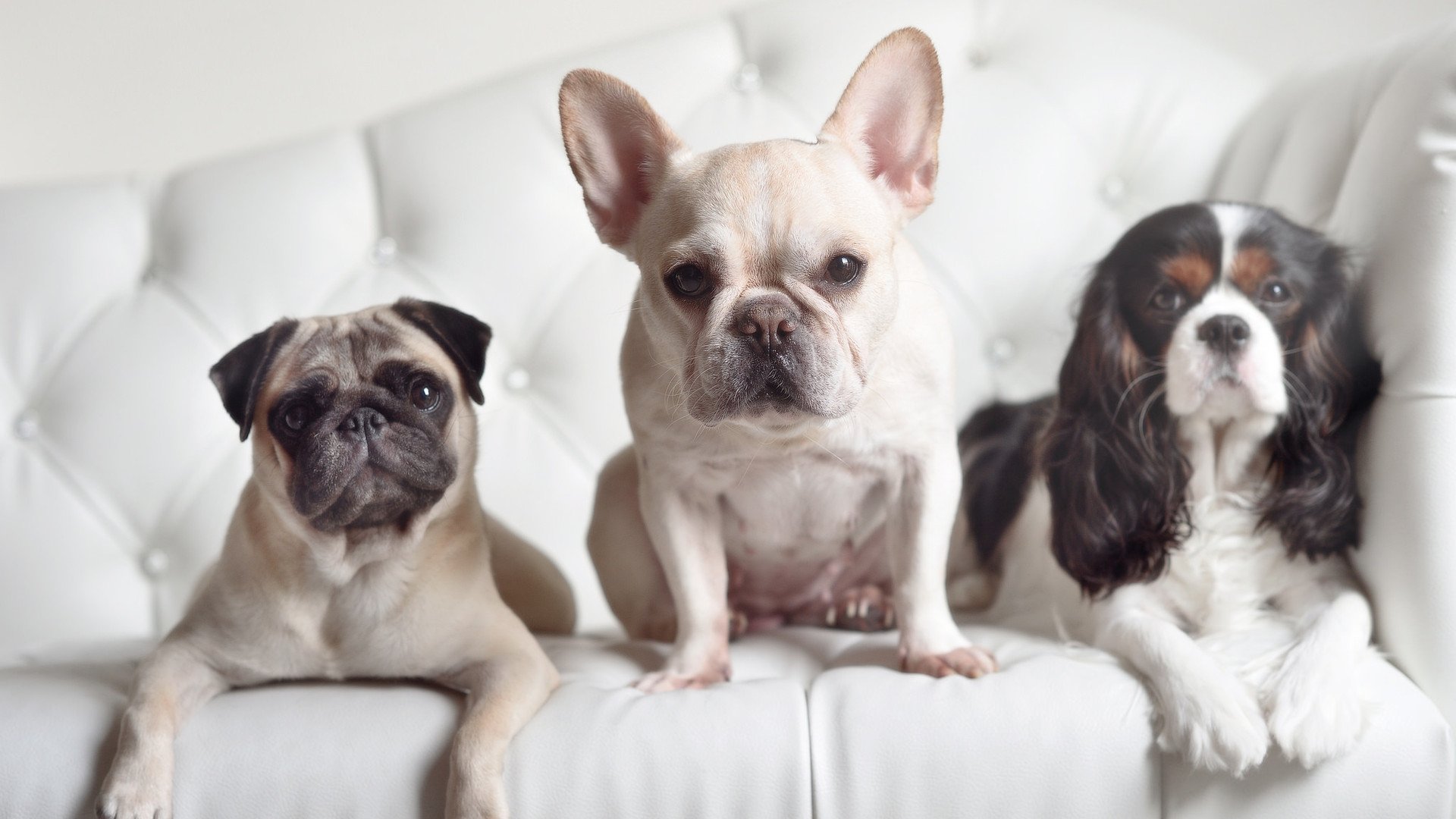 绝对核心与脆弱边缘,足球世界的两种胜利叙事