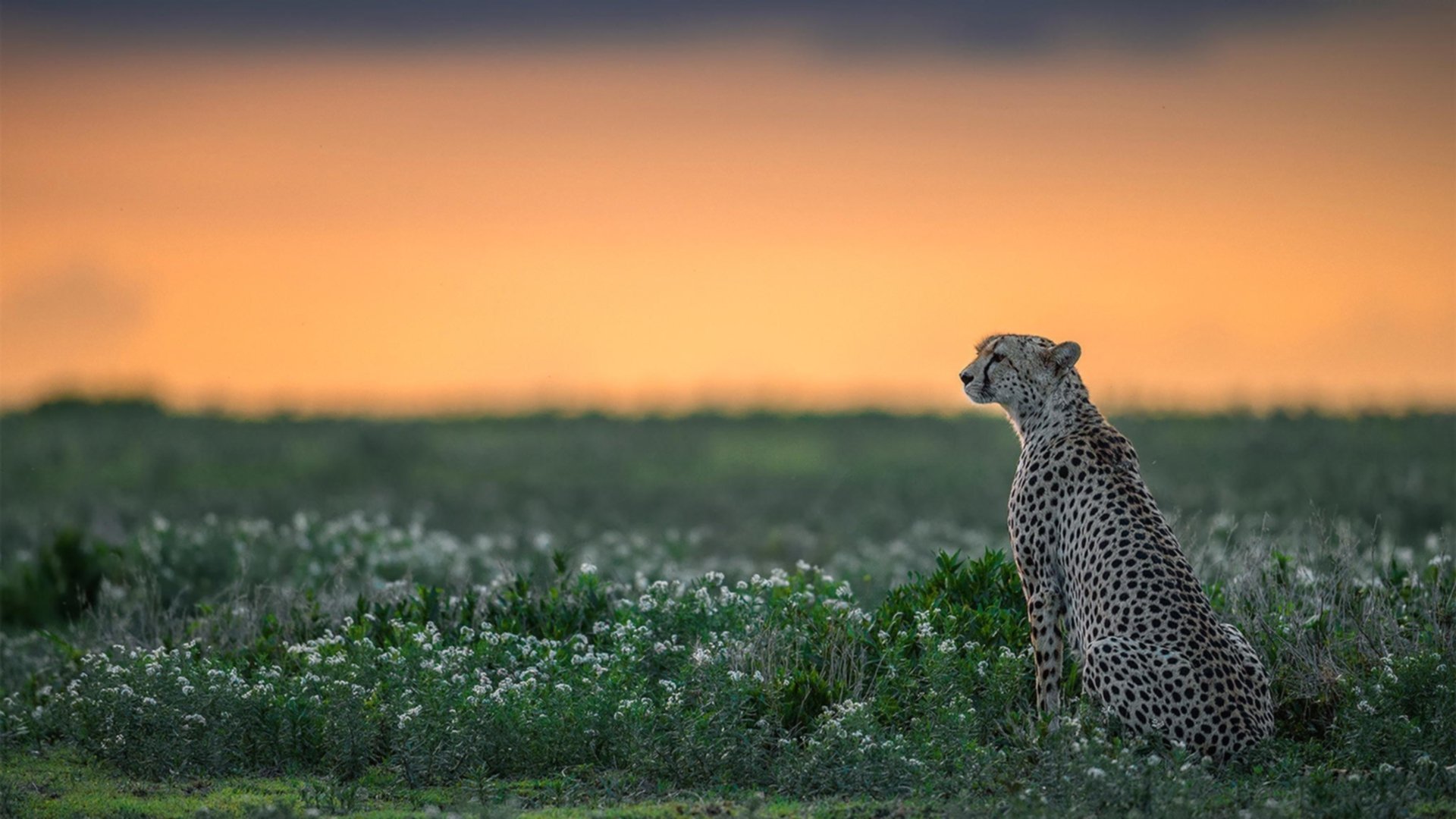 唯一性的足球时刻,爱尔兰终结切尔西,努涅斯接管国家德比