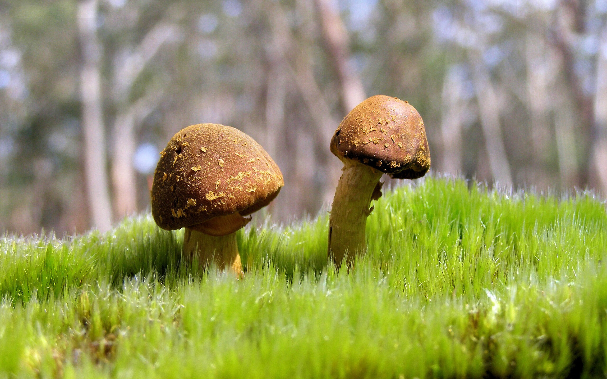 手术刀与铠甲的对决—复盘2009年欧冠,阿森纳如何用细腻切割压制罗马军团