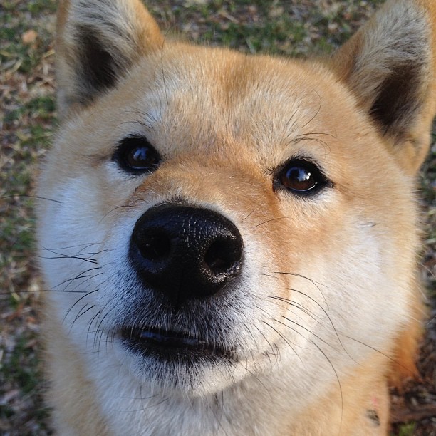 拉什福德单骑闯关,英格兰之剑终结多特蒙德温布利之夜