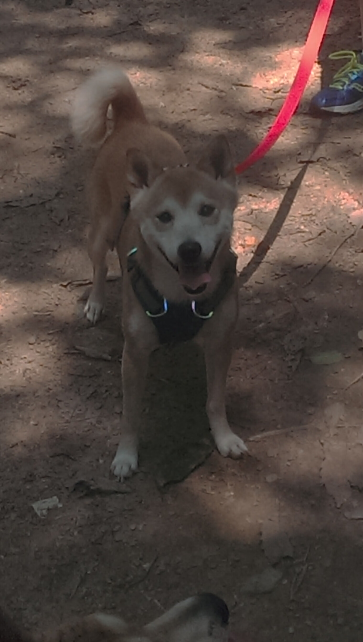 唯一破局者，当希腊铁壁遇见银河战舰，孔德证明巨星无需喧哗