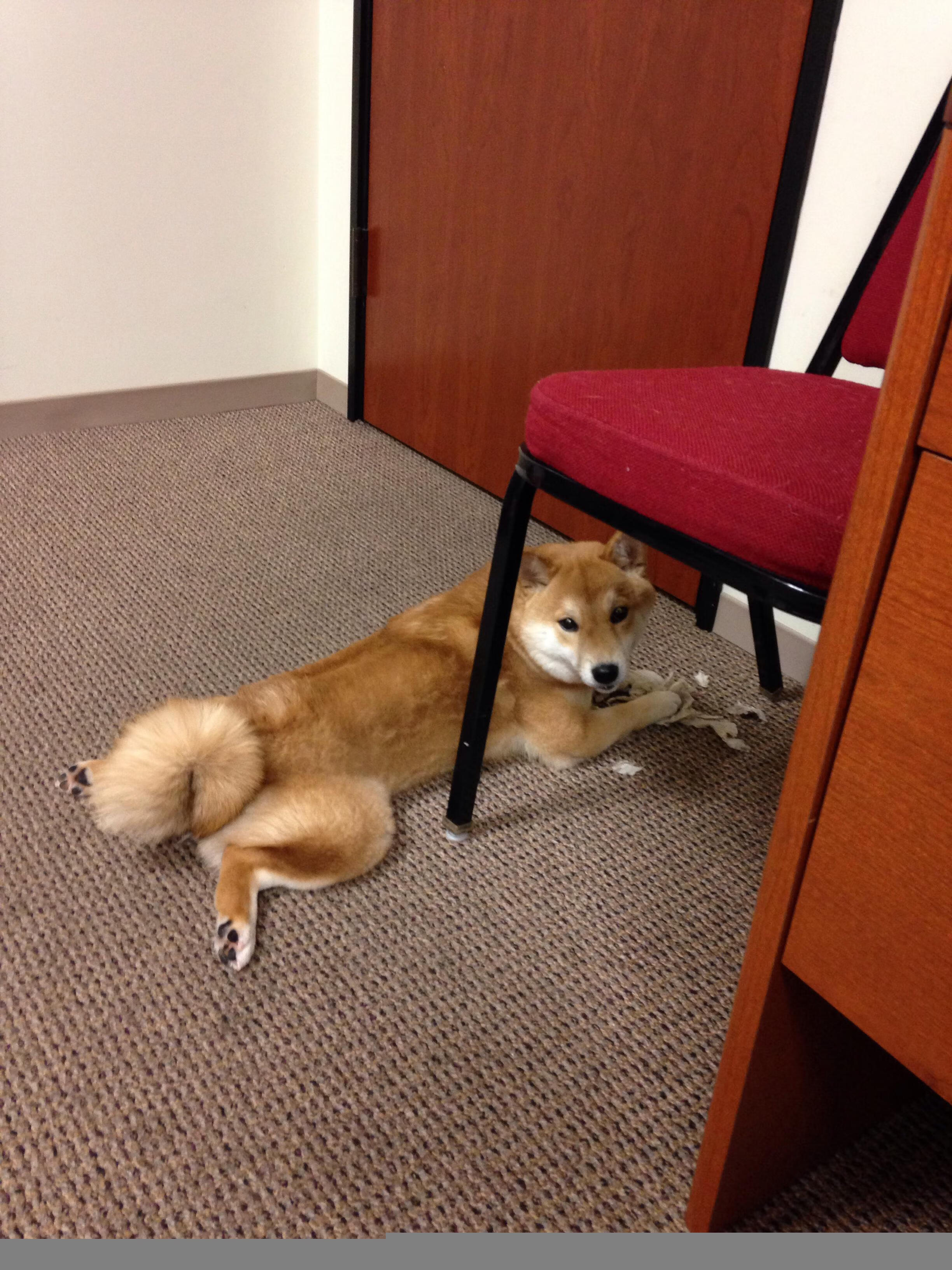 破晓的利刃，布雷默一箭定鼎，雷恩客场突围日本