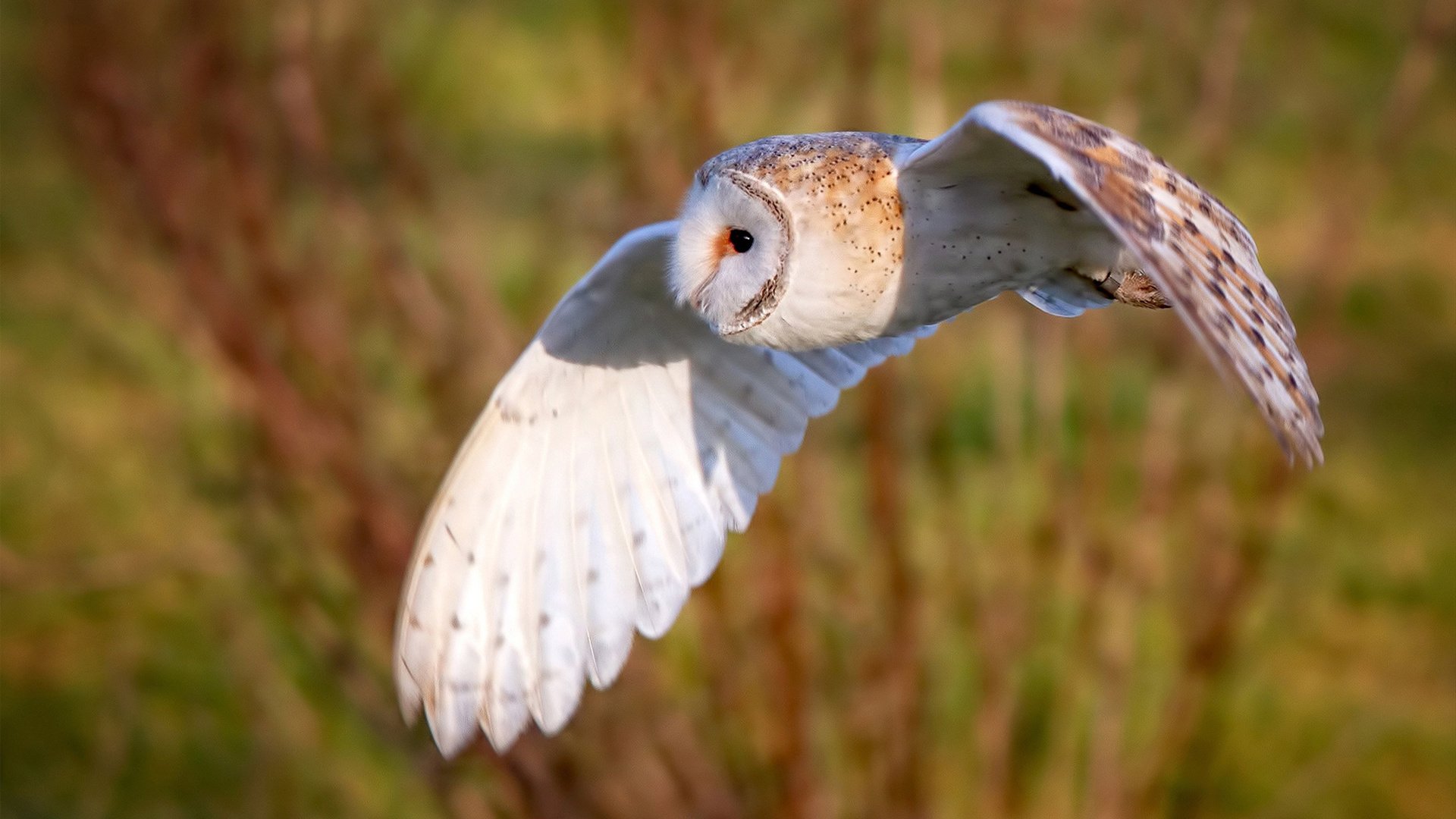 硬核压制，几内亚用连续得分铁链锁死贝蒂斯，努涅斯硬仗之血淬炼王者气质
