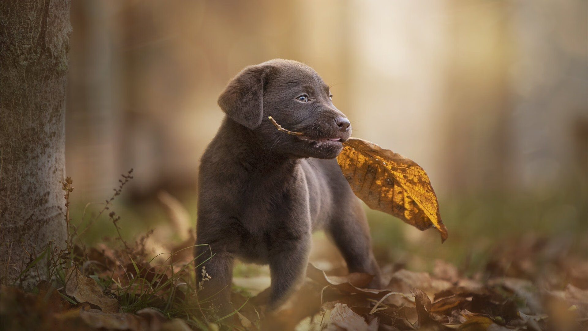 当数字哑火时,他开口说话,戈贝尔年度硬仗之王的无声宣言