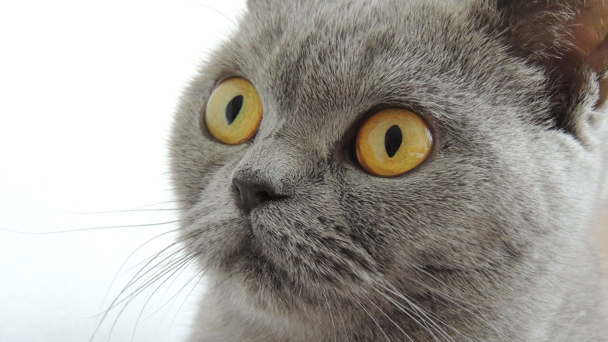 叹息之墙!厄瓜多尔对阵葡萄牙一役,巴斯托尼上演压制级个人秀