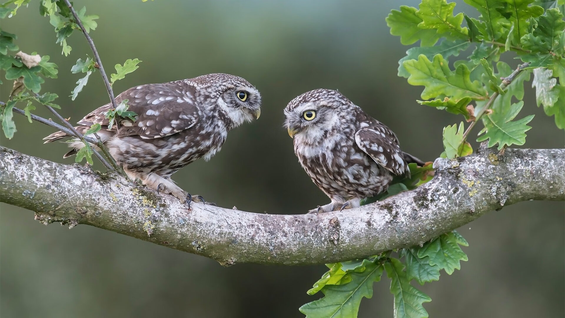 巨星时刻！伦纳德48分凿穿北国，北京末节决胜昂首挺进下一轮
