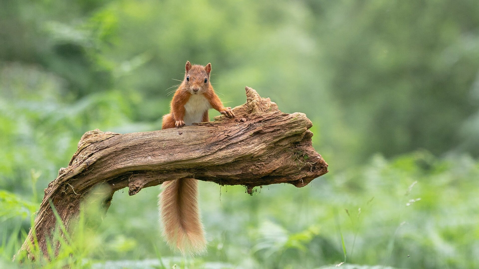 奇迹之夜，加维梦幻首秀，里昂惊天逆转日本明星队
