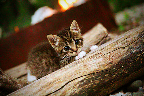 冷面刺客与喧嚣神殿，米切尔的总决赛之夜与沉默的审判