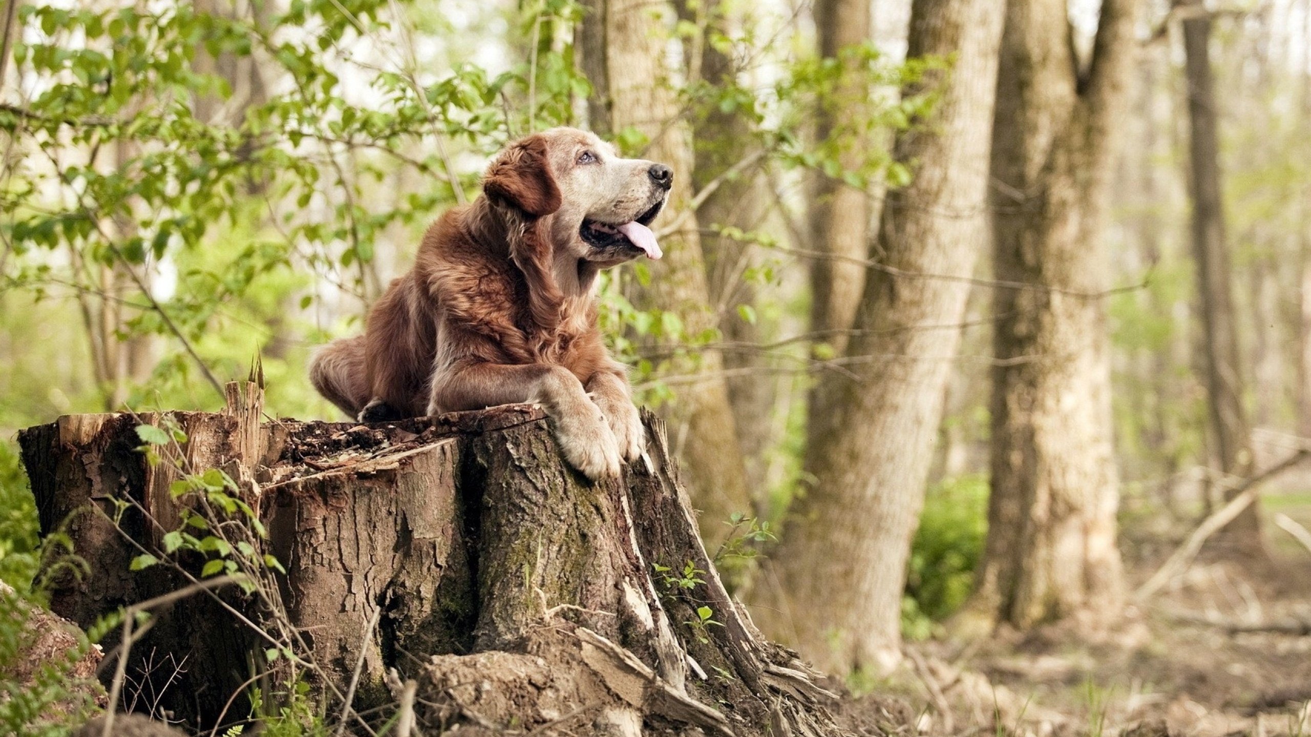 欧冠淘汰赛之夜，孙兴慜全程高能输出，一柄沉默的亚洲利刃