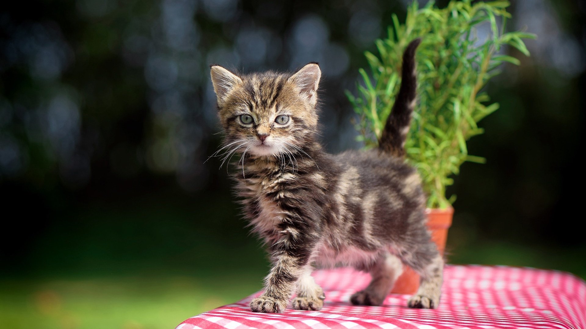 F1围场惊现伯纳乌草皮,当罗德里驾驶拜仁战车接管赛季揭幕战