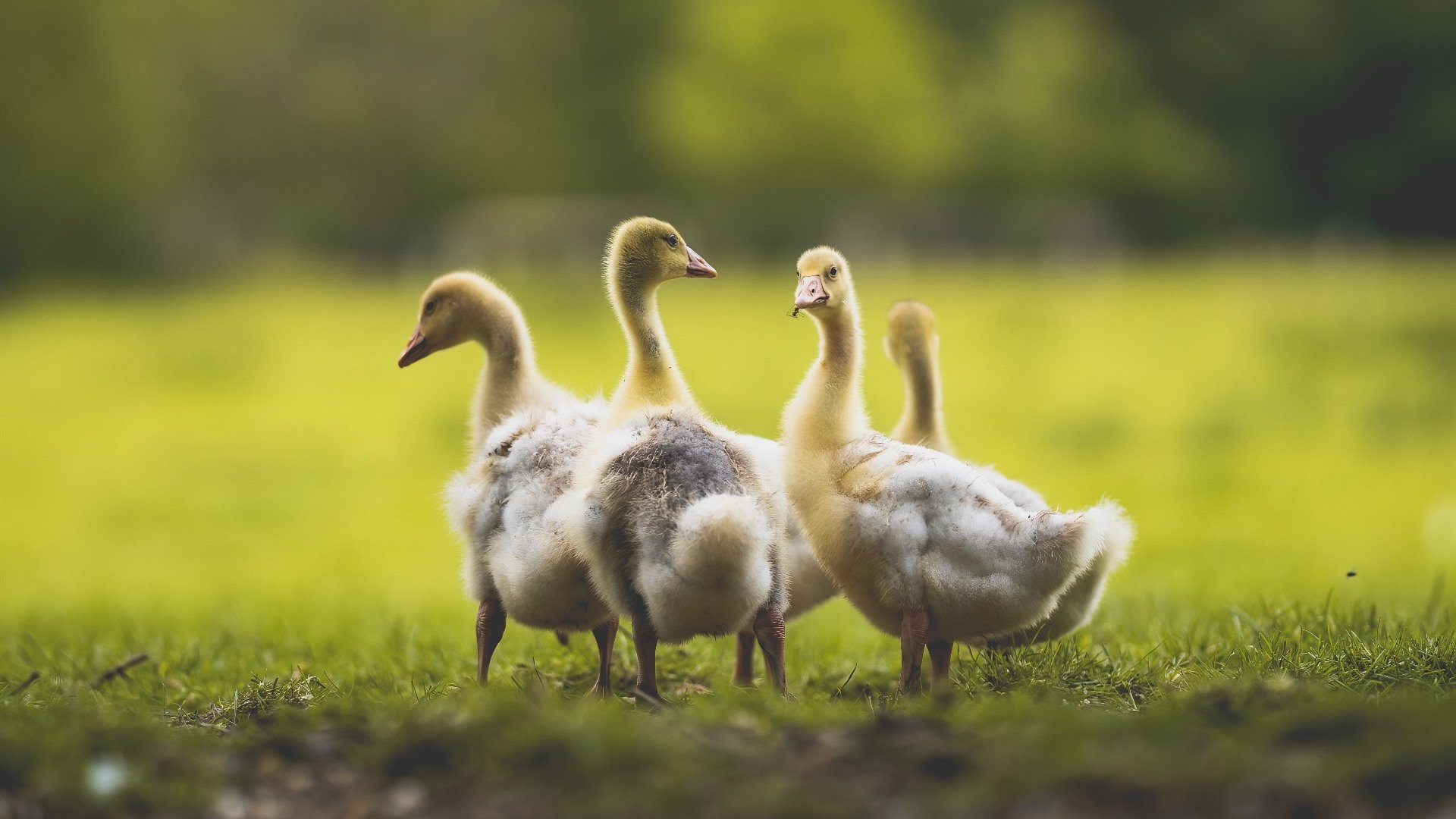 当棋盘上的小卒撕碎方程式，哈利伯顿，F1街道赛之夜的胜负手