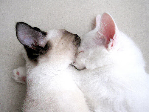 当拉什福德献上冠军级表现,乌拉圭像毕尔巴鄂一样在淘汰赛过关斩将