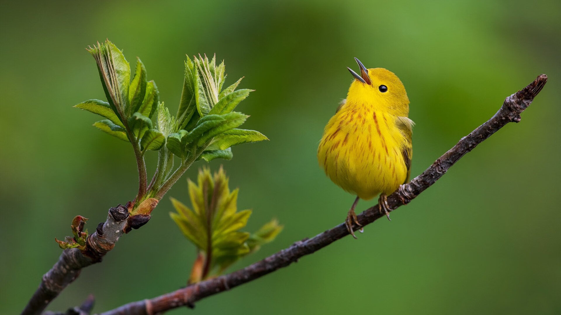 草根弑神,无名瑞士球队酋长球场掀起风暴,巴斯托尼一球刺破豪门心脏