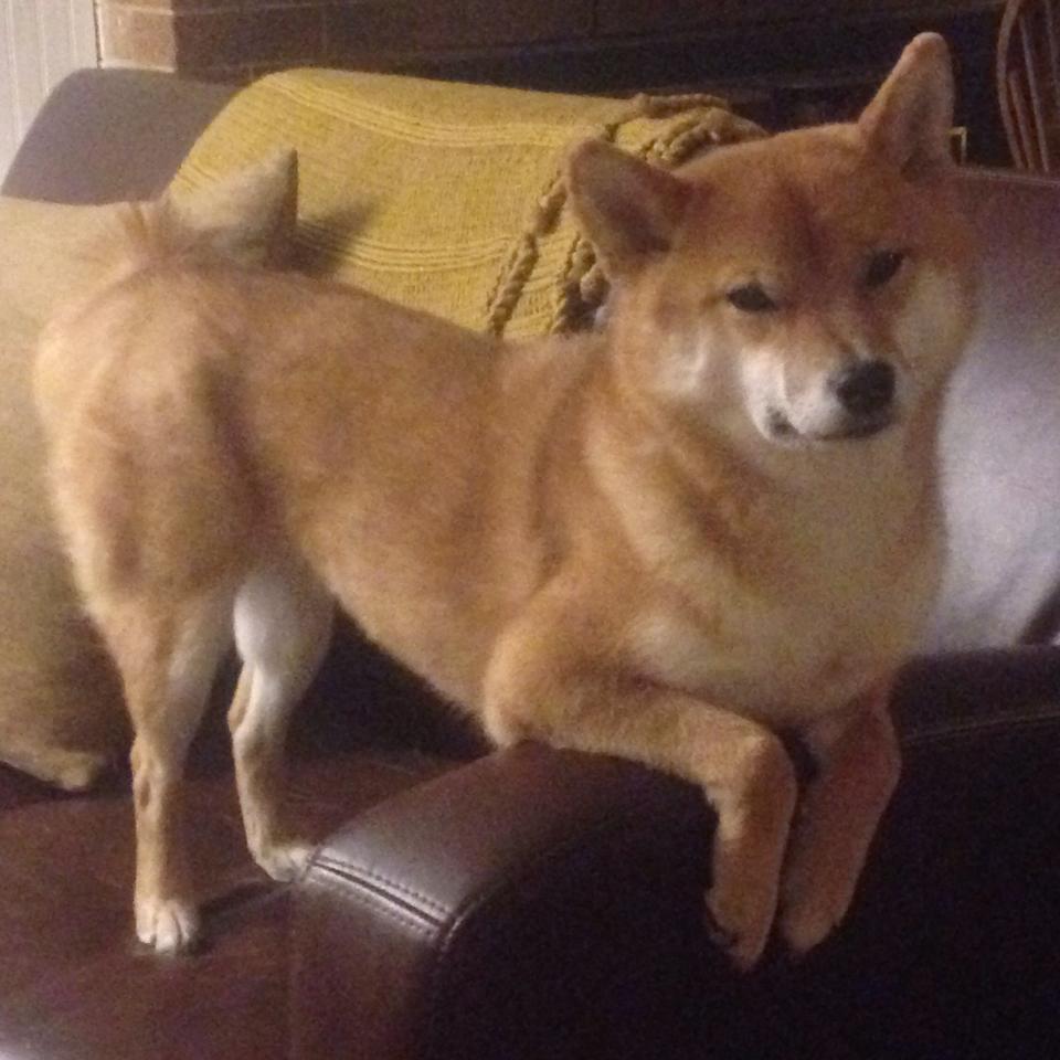 15分钟定胜负，从浙江到费城，单节统治力如何重塑现代篮球逻辑