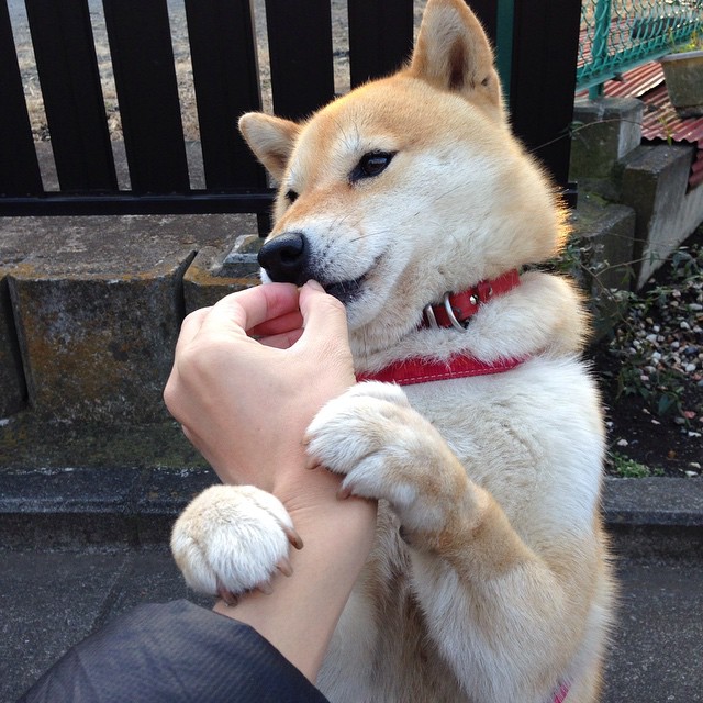 斯堪的纳维亚德比上演特奥时刻，挪威冰球如何改写北欧格局