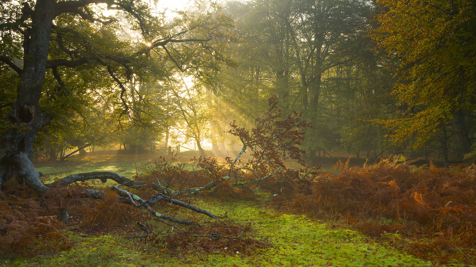 从基多高原到路易二世，德布劳内如何让每一种舞台成为他的主场