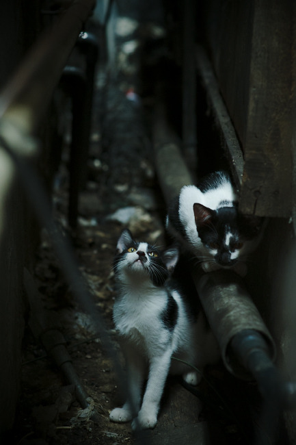 改写历史的一夜，当文班亚马把不可能铸成丰碑