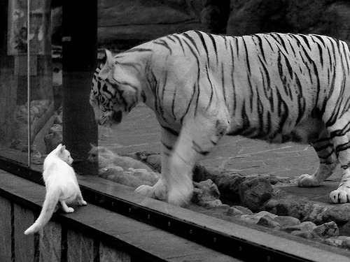 跨界争锋，马刺战术席卷浙江队，霍勒迪在英超争冠战中接管比赛的启示