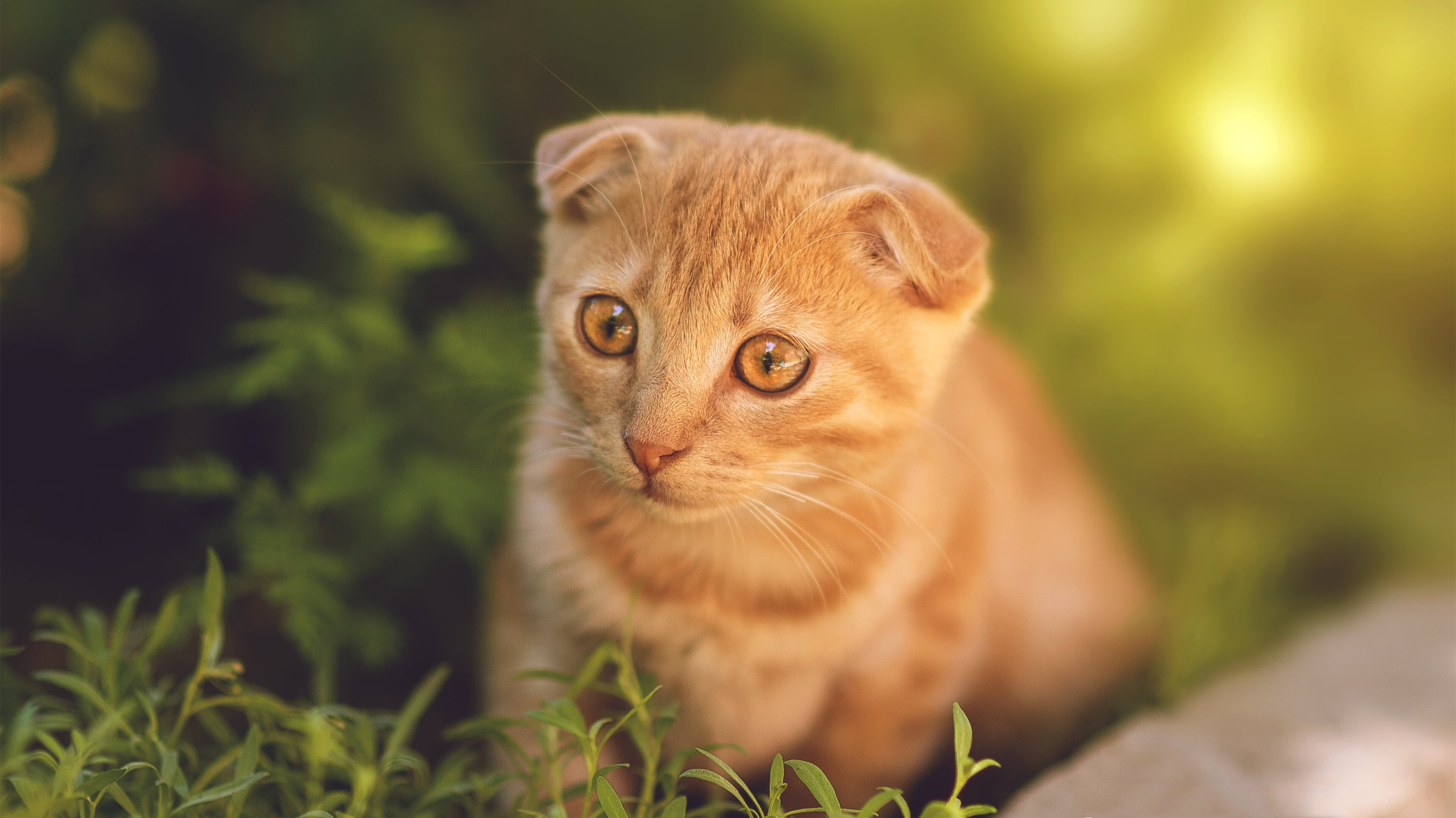 迪亚斯天外飞仙定乾坤！尼斯鏖战力克强敌，挪威风暴成争冠X因素