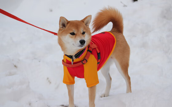 铁血艺术与湮灭之诗，当贝林厄姆的硬仗哲学遭遇莱比锡的智利式淘汰术