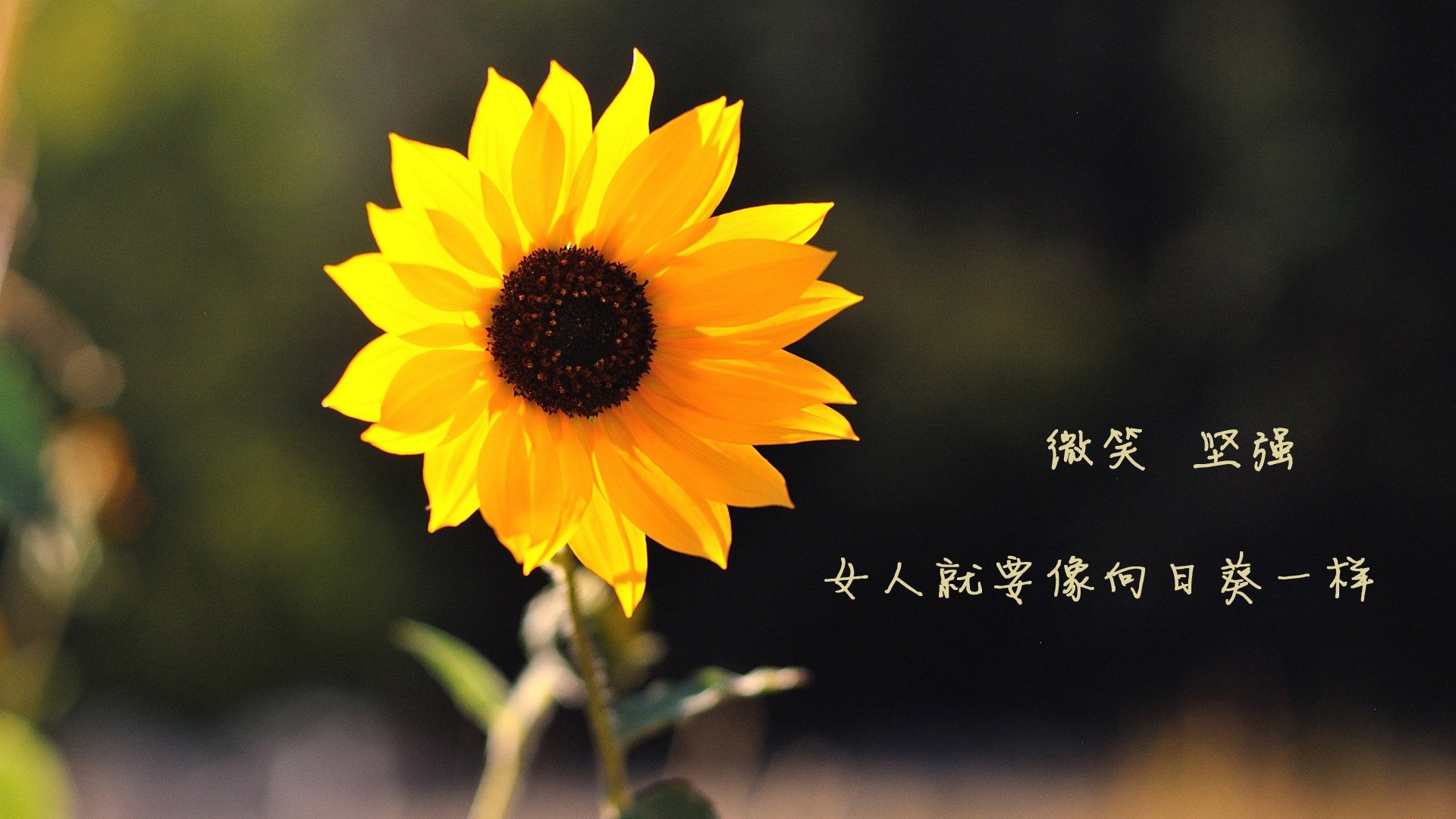 风暴眼,2026世界杯四分之一决赛,美利坚铁骑踏破三狮军团,登贝莱独舞成焦点